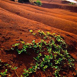 《艾尔登法环》彩蛋 白金之子勒缇娜能驯服野狼骑射